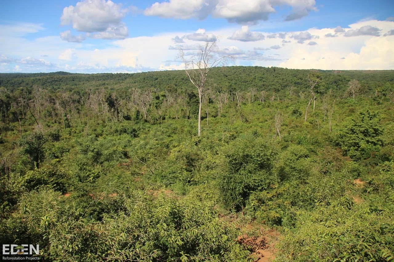 2 Additional Trees Planted - UNIQMYND