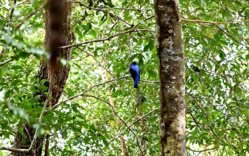 Waldbaden – Zwischen Schwarzwald und Regenwald