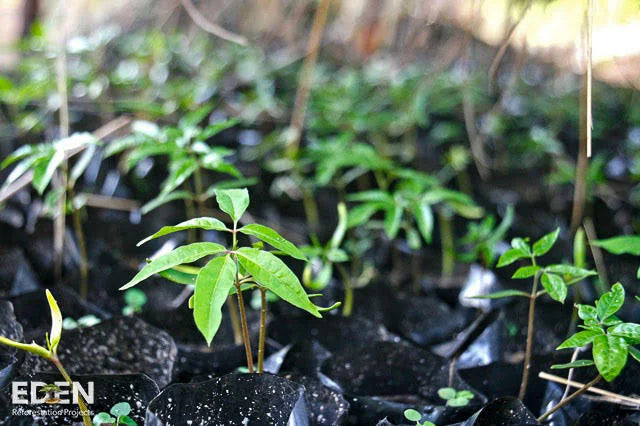 2 Additional Trees Planted - UNIQMYND